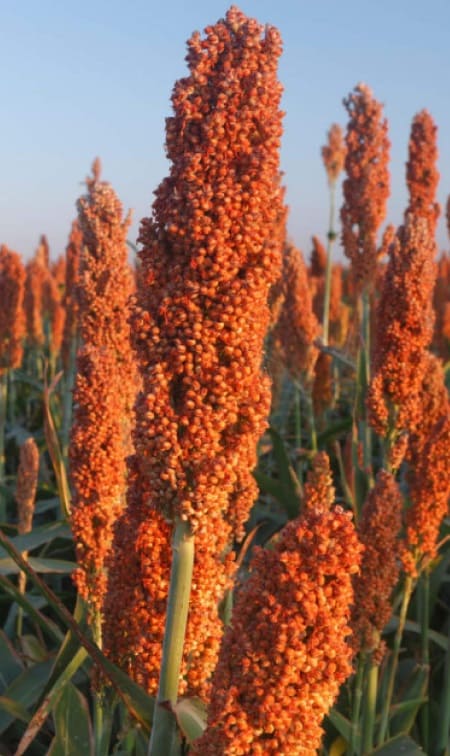 Preço do sorgo